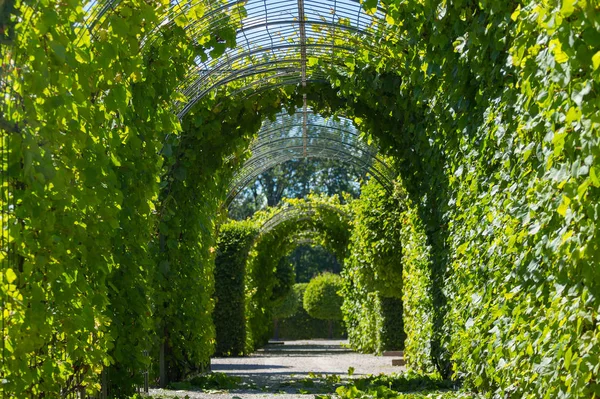 Tunnel des arbres verts dans le Palais de Rundale — Photo