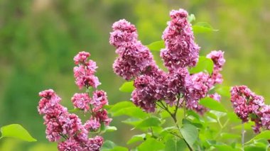 Güzel Eflatun çiçekler çiçek yaprakları ile