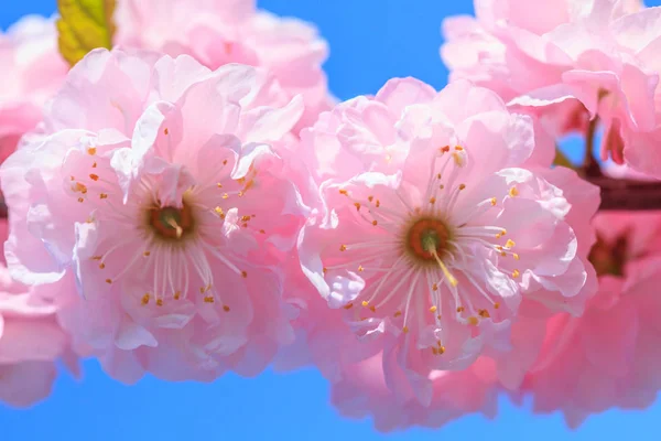 Blossom pink sakura — Stockfoto