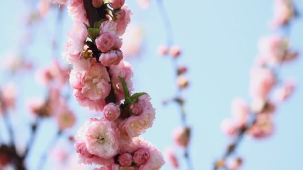 Sakura Rosa Flor Con Fondo Azul Cielo — Vídeo de stock