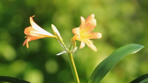 Clivia Miniata Λουλούδια Ανθίζουν Πράσινο Φόντο — Αρχείο Βίντεο