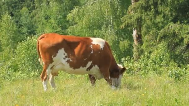 Vaca Pastando Con Campana Montaña — Vídeos de Stock