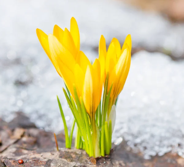 Crocus jaunes fleuris — Photo