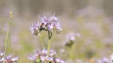 Phacelia çiçek çiçek ve arı tozlaşmak