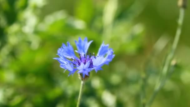 Bloem Van Blauwe Korenbloem Groene Achtergrond — Stockvideo