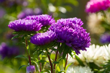 Aster çiçekler içinde çiğ damlaları