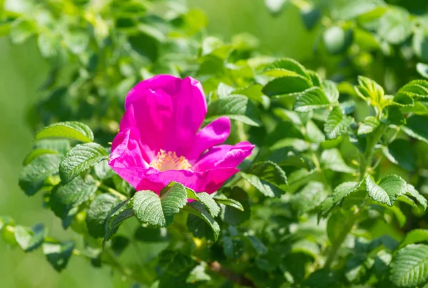 Дика рожева квітка троянди — стокове фото