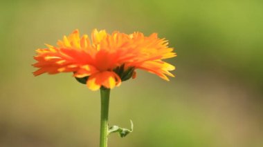 Calendula bitki bitki çiçek çiçek