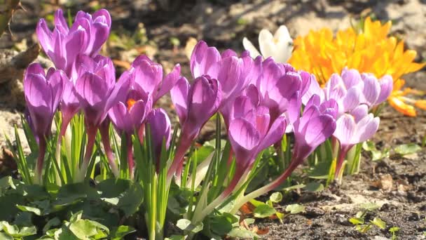 Violet crocuses flowers blooming in spingtime and bee — Stock Footage Violet Crocuses Flowers Blooming Spingtime Bee Royalty Free Stock Video