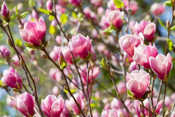 Rosa magnolia träd blomma — Stockfoto