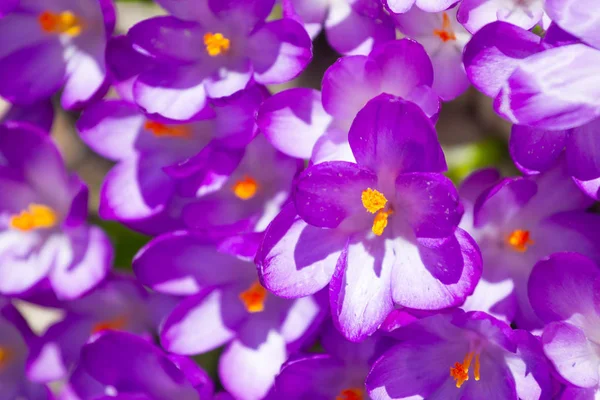 Violet crocuses flowers — Stock Photo, Image