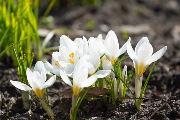 Біла весна крокусами — стокове фото