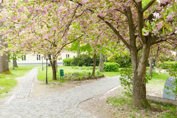 Blossoming pink sakura trees on Uzhgorod — Stock Photo, Image