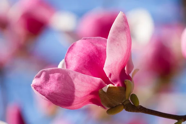 Розовая магнолия расцветает — стоковое фото