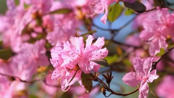 Růžový květ Azalea květiny na jaře
