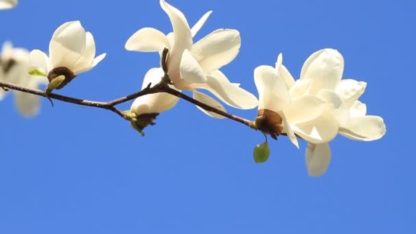 Άσπρο Magnolia Λουλούδια Που Ανθίζουν Στον Γαλάζιο Ουρανό — Αρχείο Βίντεο