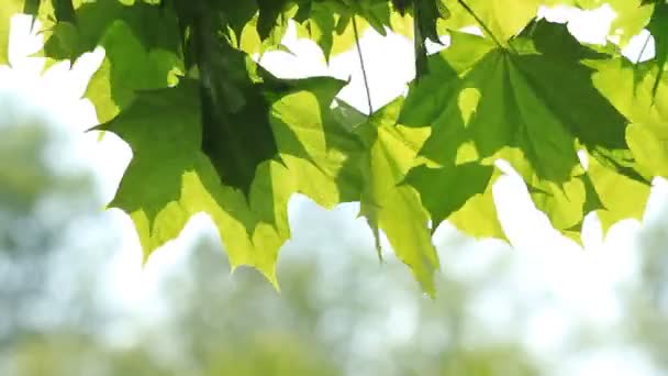 Arce Hojas Verdes Árbol Luz Del Sol — Vídeo de stock