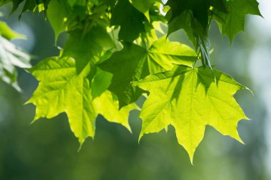 Ağaç üzerinde akçaağaç yeşil yaprak 