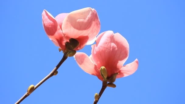 Ροζ Άνθη Λουλουδιών Magnolia Για Γαλάζιο Του Ουρανού — Αρχείο Βίντεο
