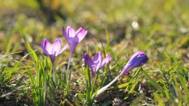 Çiğdem çiçeği çiçek ve parlak güneş ışığı