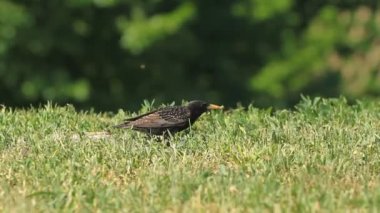 Çim yeme starling solucanlar