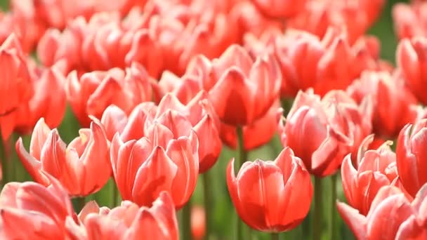 Red Flowers Tulips Blossom Field — Stock Video