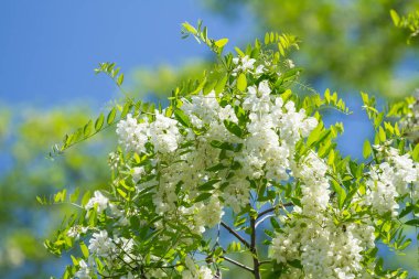 Akasya çiçekler çiçekleri mavi gökyüzü 