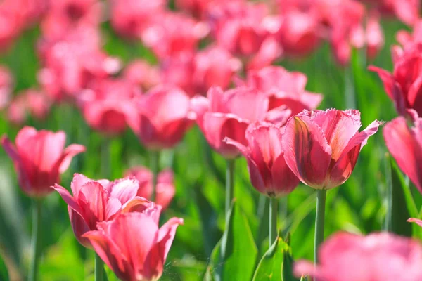 粉红色的花朵郁金香盛开在田野上 — 图库照片