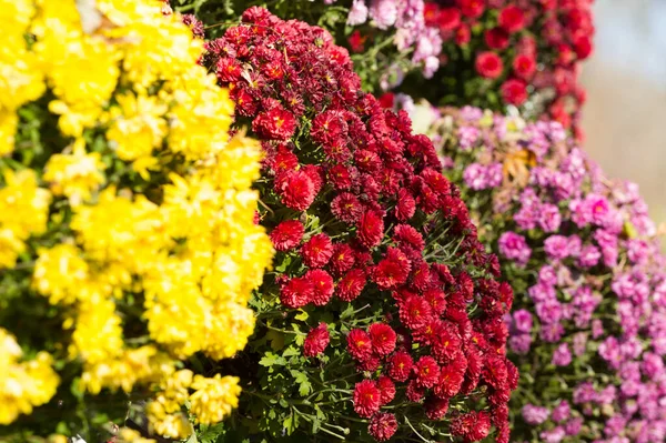 Bakgrund av färgglada blommor krysantemum — Stockfoto