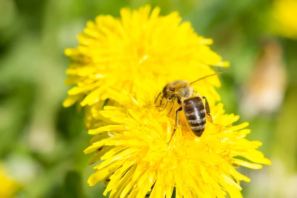 Dandelion flower and a bee — Stock Photo, Image