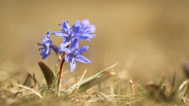 İlkbaharda açan bifolia çiçeğinin moru.