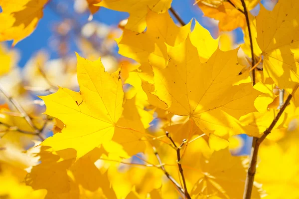 Maple yellow leaves in autumn — Stock Photo, Image