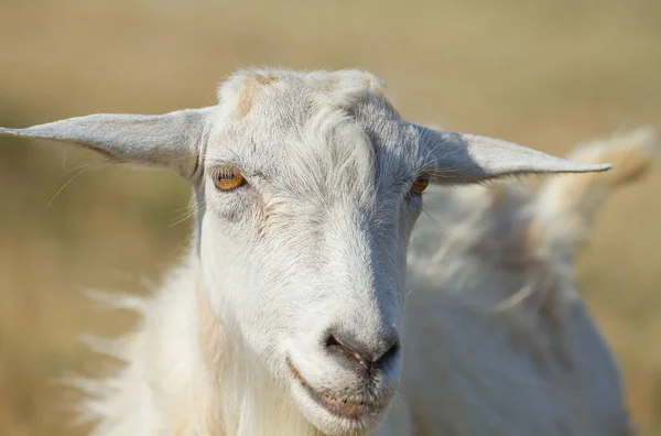Beyaz bir keçinin portresi — Stok fotoğraf