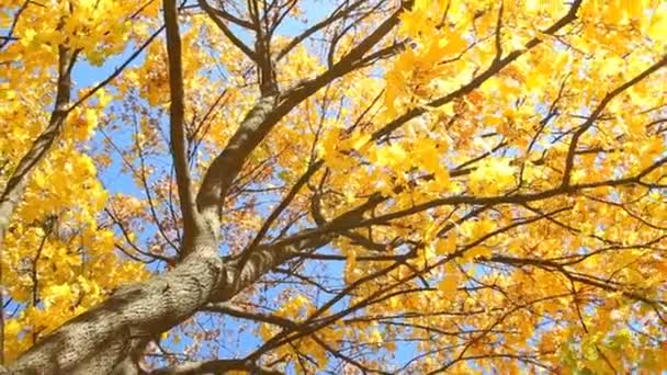 Φύλλα Maple Φθινόπωρο Στον Ουρανό Φόντο — Αρχείο Βίντεο