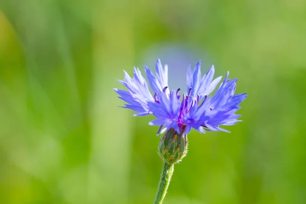 Blommande blåklint — Stockfoto