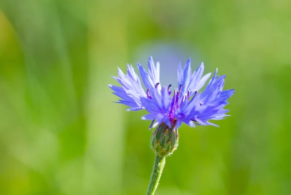 Bloeiende korenbloem — Stockfoto