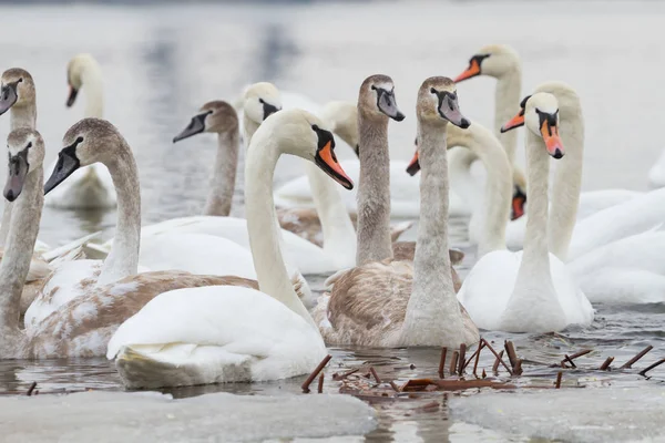 Gregge di giovani cigni in inverno — Foto Stock