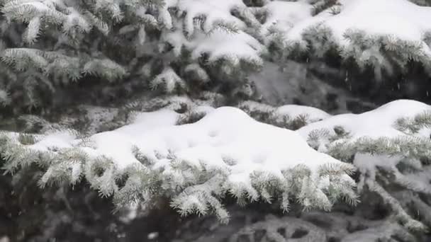 Schneefall Auf Dem Hintergrund Eines Winterwaldes — Stockvideo