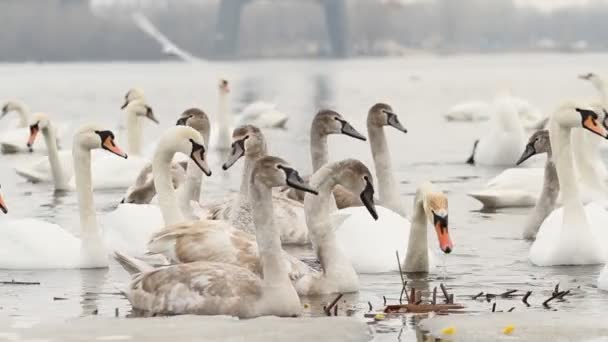 Schwäne Und Seeschwalben Fressen Winter Auf Dem Fluss — Stockvideo
