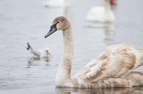 Young swan swims — Stock Photo, Image