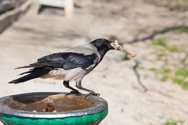 Corbeau avec un os de poulet dans son bec — Photo