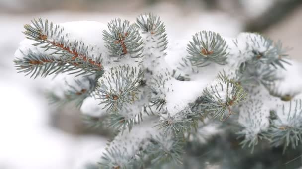 Árbol Siempreverde Nieve Cayendo Bosque Invernal — Vídeos de Stock