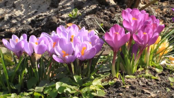 Bees fly over spring flowers crocuses — Stock Footage Bees Fly Spring Flowers Crocuses Video Clip