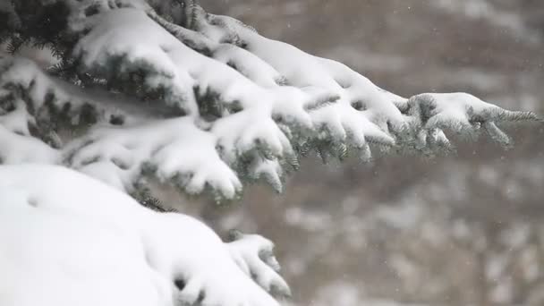 Вічнозелене Дерево Падаючий Сніг Зимовому Лісі — стокове відео