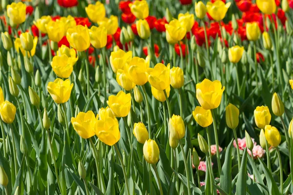 Gele tulpen bloeiden — Stockfoto