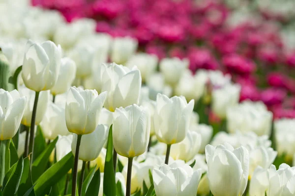 Vita tulpaner blommor — Stockfoto