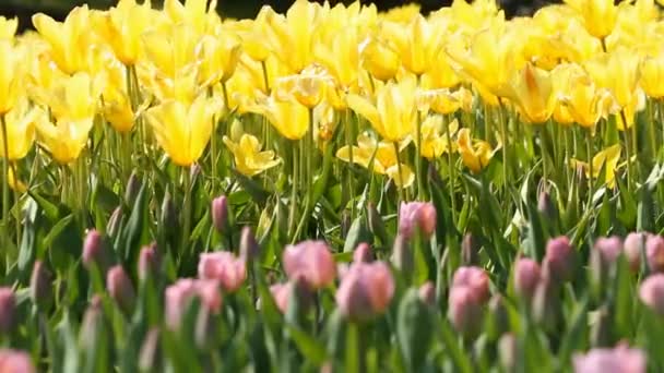 Kwitnące Żółte Tulipany Wiosennym Parku — Wideo stockowe