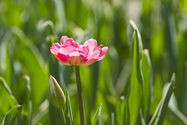 Lone bloomed pink tulip — 스톡 사진