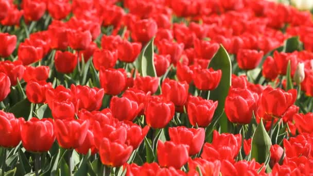 Pole s kvetoucími červenými tulipány na jaře