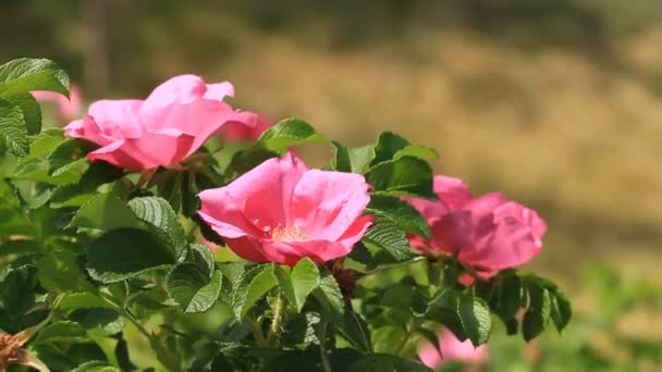 Dog Rose Pink Flowers Bloomed Spring — Stock Video